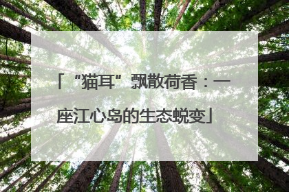 “猫耳”飘散荷香：一座江心岛的生态蜕变