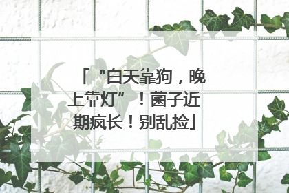 “白天靠狗，晚上靠灯”！菌子近期疯长！别乱捡