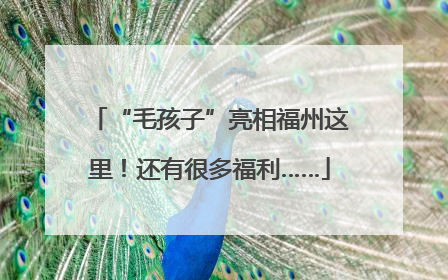 “毛孩子”亮相福州这里！还有很多福利……