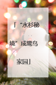 “水杉秘境”成鹭鸟家园