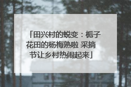 田兴村的蜕变：栀子花田的杨梅熟啦 采摘节让乡村热闹起来