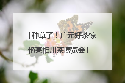 种草了！广元好茶惊艳亮相川茶博览会