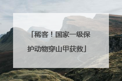 稀客！国家一级保护动物穿山甲获救