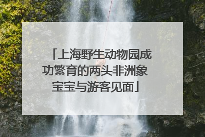 上海野生动物园成功繁育的两头非洲象宝宝与游客见面