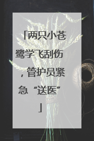 两只小苍鹭学飞刮伤，管护员紧急“送医”