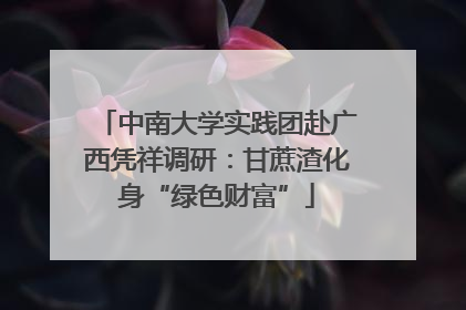 中南大学实践团赴广西凭祥调研：甘蔗渣化身“绿色财富”