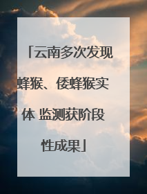 云南多次发现蜂猴、倭蜂猴实体 监测获阶段性成果