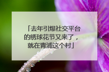 去年引爆社交平台的绣球花节又来了，就在青浦这个村