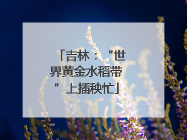 吉林：“世界黄金水稻带”上插秧忙