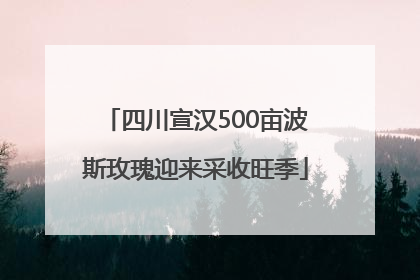 四川宣汉500亩波斯玫瑰迎来采收旺季