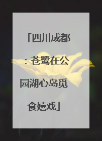 四川成都：苍鹭在公园湖心岛觅食嬉戏