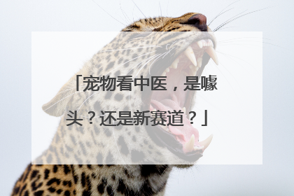 宠物看中医，是噱头？还是新赛道？