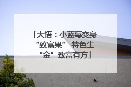 大悟：小蓝莓变身“致富果” 特色生“金”致富有方