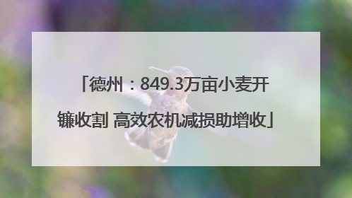 德州：849.3万亩小麦开镰收割 高效农机减损助增收
