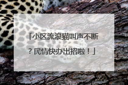 小区流浪猫叫声不断？民情快办出招啦！