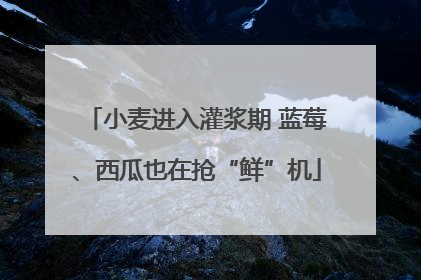 小麦进入灌浆期 蓝莓、西瓜也在抢“鲜”机