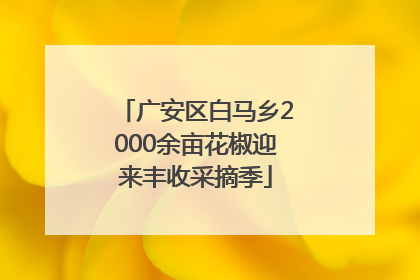 广安区白马乡2000余亩花椒迎来丰收采摘季