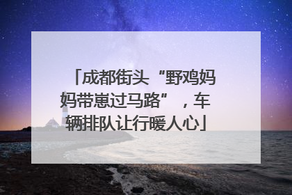 成都街头“野鸡妈妈带崽过马路”，车辆排队让行暖人心