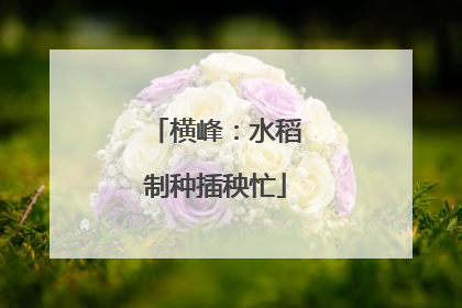 横峰：水稻制种插秧忙