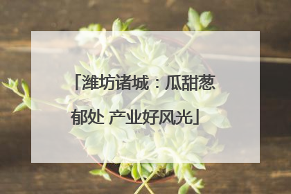 潍坊诸城：瓜甜葱郁处 产业好风光