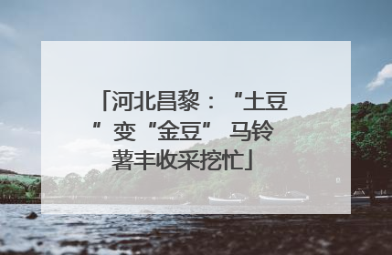 河北昌黎：“土豆”变“金豆” 马铃薯丰收采挖忙