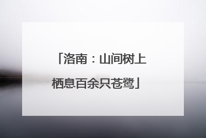 洛南：山间树上栖息百余只苍鹭