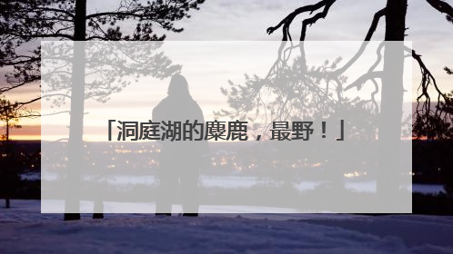 洞庭湖的麋鹿，最野！