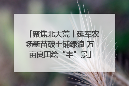 聚焦北大荒丨延军农场新苗破土铺绿浪 万亩良田绘“丰”景