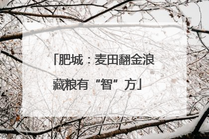 肥城：麦田翻金浪藏粮有“智”方