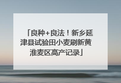 良种+良法！新乡延津县试验田小麦刷新黄淮麦区高产记录