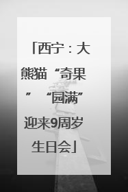 西宁：大熊猫“奇果”“园满”迎来9周岁生日会