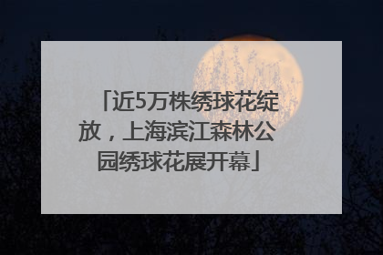 近5万株绣球花绽放，上海滨江森林公园绣球花展开幕