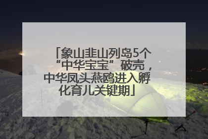 象山韭山列岛5个“中华宝宝”破壳，中华凤头燕鸥进入孵化育儿关键期