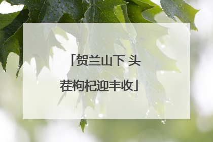 贺兰山下 头茬枸杞迎丰收