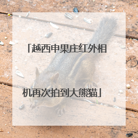 越西申果庄红外相机再次拍到大熊猫