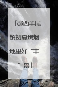 郧西羊尾镇初夏烤烟地里好“丰”景