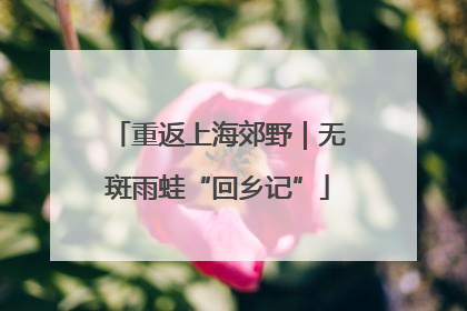 重返上海郊野｜无斑雨蛙“回乡记”